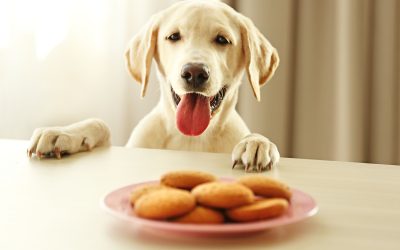 Diabetes en perros: síntomas, diagnóstico y tratamiento